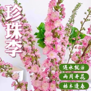 优跃 珍珠李干枝鲜切花  40-80cm  15枝