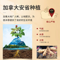 大山行 加拿大进口西洋参原支礼盒礼物特大整枝送父母老年人营养健康心意 加拿大西洋参 89长支