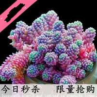 墨一（MOYI） 多肉植物组合盆栽 超萌多肉绿植花卉室内盆栽好养 银色 小冬美人3-5cm 含盆