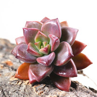 御春阁多肉 多肉植物 室内盆栽绿植花卉组合办公室多肉组合植物植物 姬胧月一盆 不含盆