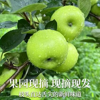 山西青苹果新鲜水果9斤脆甜当季现摘红整箱绿小苹果糖心富士5