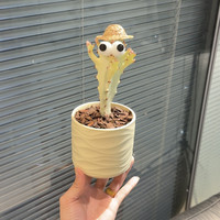 多肉白龙骨花仙人掌办公室室内绿植耐旱耐阴懒人植物好养盆栽