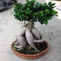 四季常青耐寒榕树造型树桩盆景苗室内植物人参榕小叶榕树盆栽绿植 大榕树