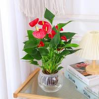 种花迷水培植物粉掌盆栽水养红掌鲜花绿植办公室内面好养活四季开花卉 【带花】特级红掌1颗+营养液