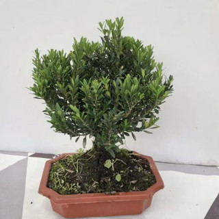 御春阁微盆景熟桩盆栽盆景小叶雀舌黄杨盆景苗盆栽室内植物桌面实物花卉 雀舌黄杨带盆带土