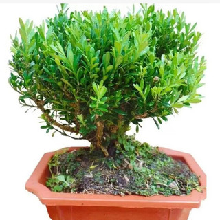 御春阁微盆景熟桩盆栽盆景小叶雀舌黄杨盆景苗盆栽室内植物桌面实物花卉 雀舌黄杨带盆带土