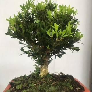 御春阁微盆景熟桩盆栽盆景小叶雀舌黄杨盆景苗盆栽室内植物桌面实物花卉 雀舌黄杨带盆带土