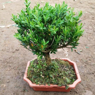 御春阁微盆景熟桩盆栽盆景小叶雀舌黄杨盆景苗盆栽室内植物桌面实物花卉 雀舌黄杨带盆带土