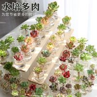 OEMG水培多肉植物大颗精品组合套餐绿植花卉盆栽室内桌面摆件净化空气 小瓶【约2CM】迷你的 10颗【赠10个水培瓶】