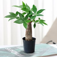 发财树小盆栽大招财树室内办公室客厅水培绿植观叶四季常青植物
