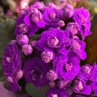 【带花苞】长寿花 长寿花盆栽 四季开花桌摆盆栽花卉绿植