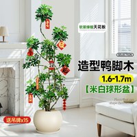造型鸭脚木室内盆栽鸭掌木净化空气办公室客厅四季大型真绿植物