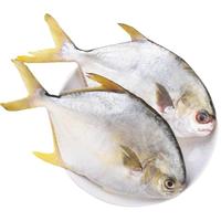 金鲳鱼新鲜冷冻特大鲳鳊鱼金昌鱼海鱼鲜活海鲜平鱼白鲳冰鲜银鲳鱼