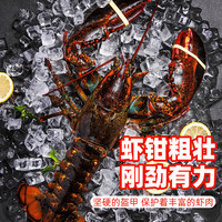  天纵良材 鲜活 波士顿龙虾