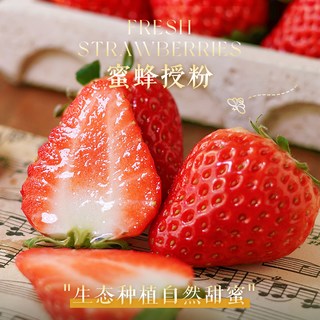 红颜奶油草莓99红颜牛奶大奶油新鲜水果礼盒当季整箱 1000g 【莓好礼盒 】（单果30g+）