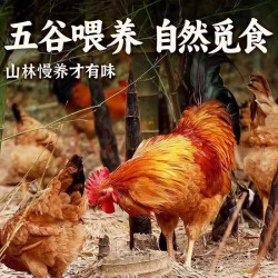 岽鲜 黄脚大公鸡 2.5kg 箱装 生鲜鸡肉