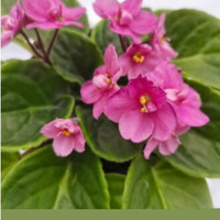 LZJV非洲紫罗兰紫罗兰非洲堇耐阴花卉盆栽灯光即可开花四季开花室 粉色 含盆