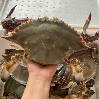 海速达 海捕梭子蟹 净蟹1kg*3件 共5-7只 液氮急冻鲜活冷冻大螃蟹
