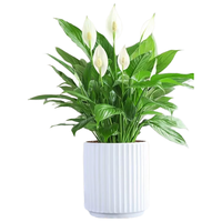 沭之美白掌盆栽花卉植物好养易活 A级白掌+创意流光白陶瓷盆 源头直发