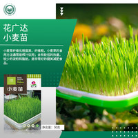 京农研芽苗菜种子水培菜小麦草豌豆松柳油葵香椿苗绿豆芽西蓝花苗花生芽 小麦芽苗菜 50克