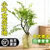小叶女贞水培植物办公室内客厅插花卉老桩造型绿植物四季好养招财