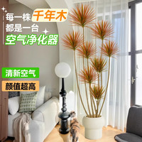 临雅千年木绿植客厅大盆栽高端造型好养室内植物七彩铁落地真树花卉 千年木1.8-2.1米8-12个头+原盆