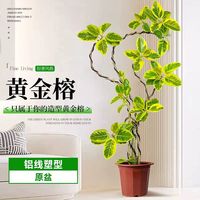 绿丝绦黄金榕盆栽造型黄金榕绿植室内大型盆栽北欧风高级感植物耐寒 【招财富贵】造型黄金榕1.3-1.4米原土1棵