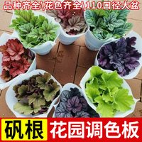 矾根盆栽花卉植物室内花苗四季常青观叶耐寒绿植庭院阳台花卉