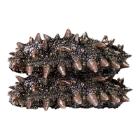 连海肴即食海参 大连鲜食海参独立包装 辽参刺参化冻即食 海鲜礼盒 1000g 36-40只【固形物≥85%】 礼盒装2斤 36-40只 固形物≥85%