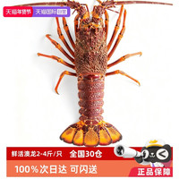贝依农 澳洲龙虾特大非纽龙岩龙红龙波龙青龙奥龙