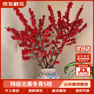 京东鲜花 5枝A级50-60cm