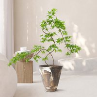 流泉枫盆栽绿植书房客厅室内植物日本枫树日系禅意办公室枫叶