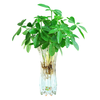 惜林园春羽盆栽室内花卉水养水生绿植好养办公室观叶植物 春羽3株 含盆