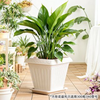 爱丽思 方形盆 加厚种菜盆 约13L 300陶茶色