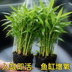 森悠 南美青竹坨草水竹水下叶鱼缸造景定植水草植物阴性溪流缸懒人新手 南美青竹坨草1个