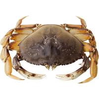 渔传播 FISHERY PROPAGATION 加拿大珍宝蟹太子蟹单只1.2斤大螃蟹鲜活水产