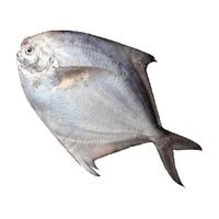 遇上鲜 银鲳鱼新鲜冷冻大白鲳鱼