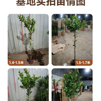 88VIP：临雅 香水柠檬树盆栽 1.4-2.1米 绿色