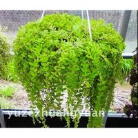 【云仓】吊兰植物垂吊客厅办公室内吊篮绿植盆栽花卉大全真花阳台金边吊兰 垂盆 含盆