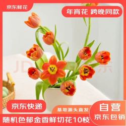 京东鲜花 跨晚同款-郁金香鲜花10枝盲盒款