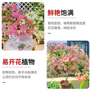  雨不停 四季好养 三角梅盆栽