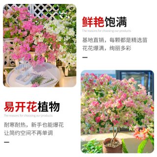  雨不停 四季好养 三角梅盆栽