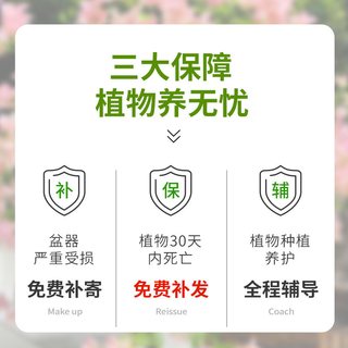  雨不停 四季好养 三角梅盆栽