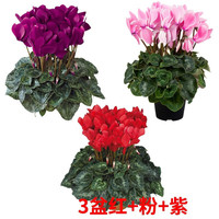 仙客来盆栽室内花卉重瓣迎客来大花苗观花植物 红+粉+紫(原盆)