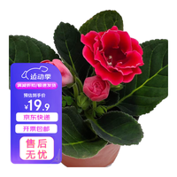 萌肉居大岩桐植物盆栽富贵芙蓉花绿植花卉植物大岩桐原盆源头直发 大岩桐色原盆