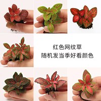 热销 迷你鲜活绿植物网纹草苔藓微景观diy材料办公室内小盆栽花卉