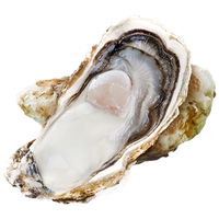 鲜海道 鲜活乳山生蚝6XL 净重10斤 12-18只生鲜海鲜贝类源头直发年货