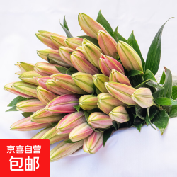 京喜 香水百合鲜花 1枝双头 优质百合