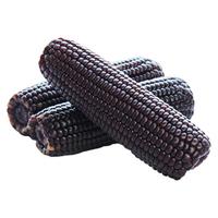 静益乐源 甜糯黑玉米棒 200g*10支