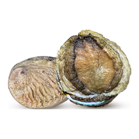 鲜京采 鲜活南非鲍鱼 净重250g 3-4只 生鲜海鲜贝类 源头直发
